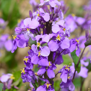 February Orchid Seeds Perennial Root Florals Zhuge Cauliflower Sea Courtyard Greening Autumn Sowing Shade-Resistant and Cold-Resistant Flower Seeds