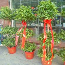 �_�I�������@�l���c����T���btɫ��߅���ֲʗl�����Y�ʎ����l