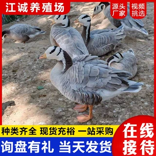 景区观赏斑头雁水禽鸭 出售租赁各种水禽观赏鸭 家养斑头雁宠物