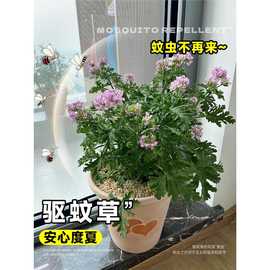驱蚊草植物盆栽室内外香叶天竺葵苗薄荷蚊子克星绿植物防蚊虫祛蚊