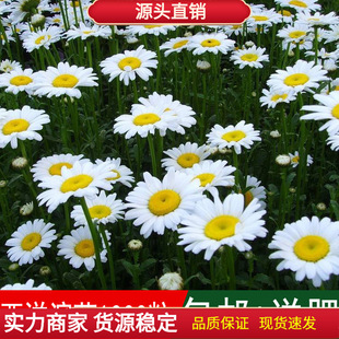 Grass Seeds, Western Beach Chrysanthemum Seeds, Large Chrysanthemum Seeds, Blooming in All Seasons, Ornamental Florals, Balcony Courtyard, Balcony Gardening