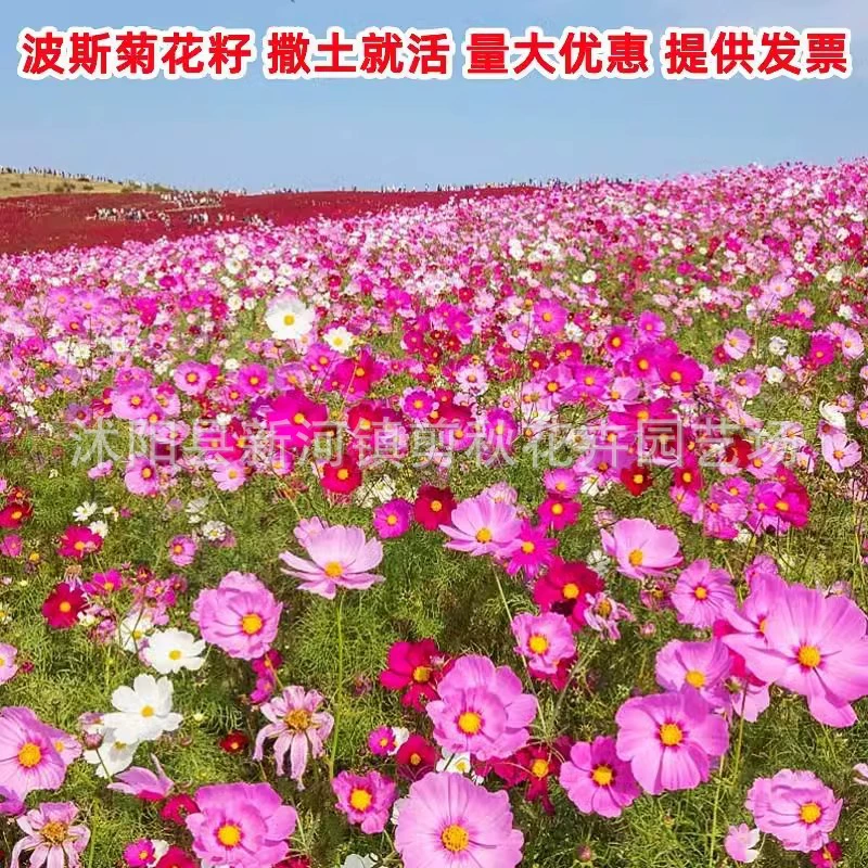 Четыре сезона цветочное семя Космос цветочное семя полевые цветы комбинация цветов Gesang Zinnias Coreopsis Sinoderma февраль Орхидея Подсолнечник семена