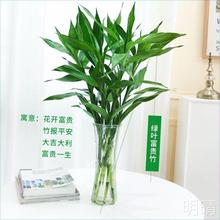 带根富贵竹水养富贵竹水培绿植紫竹春冬季红细杆植物花卉盆栽新年