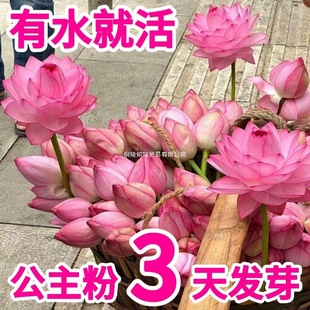 ��ɏ�N�߲������ɫˮ�໨��ˮ�B�ļ�ɏ���ɻ��Nɏź�Gֲˮ��ɏ��