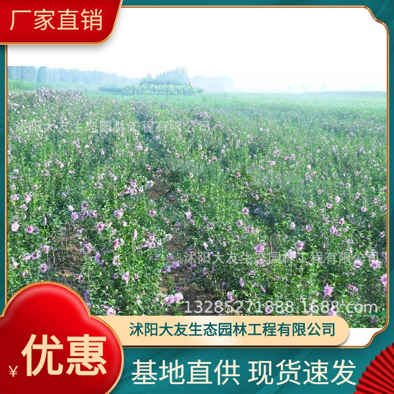 Hibiscus syriacus base, оптовая продажа, сорт собственного производства, полный Ландшафтный инженерный зеленый саженец