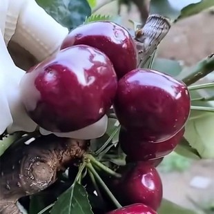 ܇���Ә��簫������Ҙ��m�ϱ���ͥԺ�Nֲ���Լ޽ә����箔��Y��