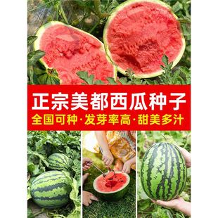 美都西瓜种籽四季无籽西瓜8424麒麟高产西瓜种子孑大全香瓜甜瓜苗-阿里巴巴