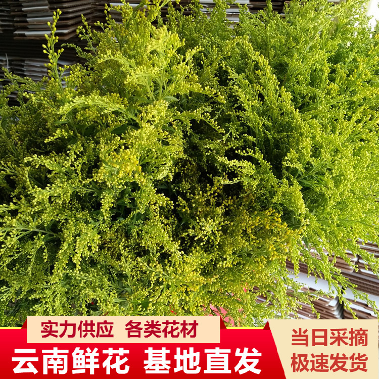 Yunnan Kunming Straight-Haired Oriole with Grass Flowers and Flowers with Oriole Grass Wholesale Base Direct Batch of 20 Pieces