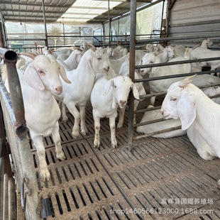 ����С���� ������ɽ��� С��ɽ������ ����N����