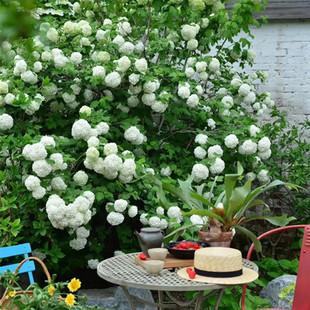 ���Aľ�������ľ���܄e��ͥԺ�ͺ��쾰ľ��ֲ��������