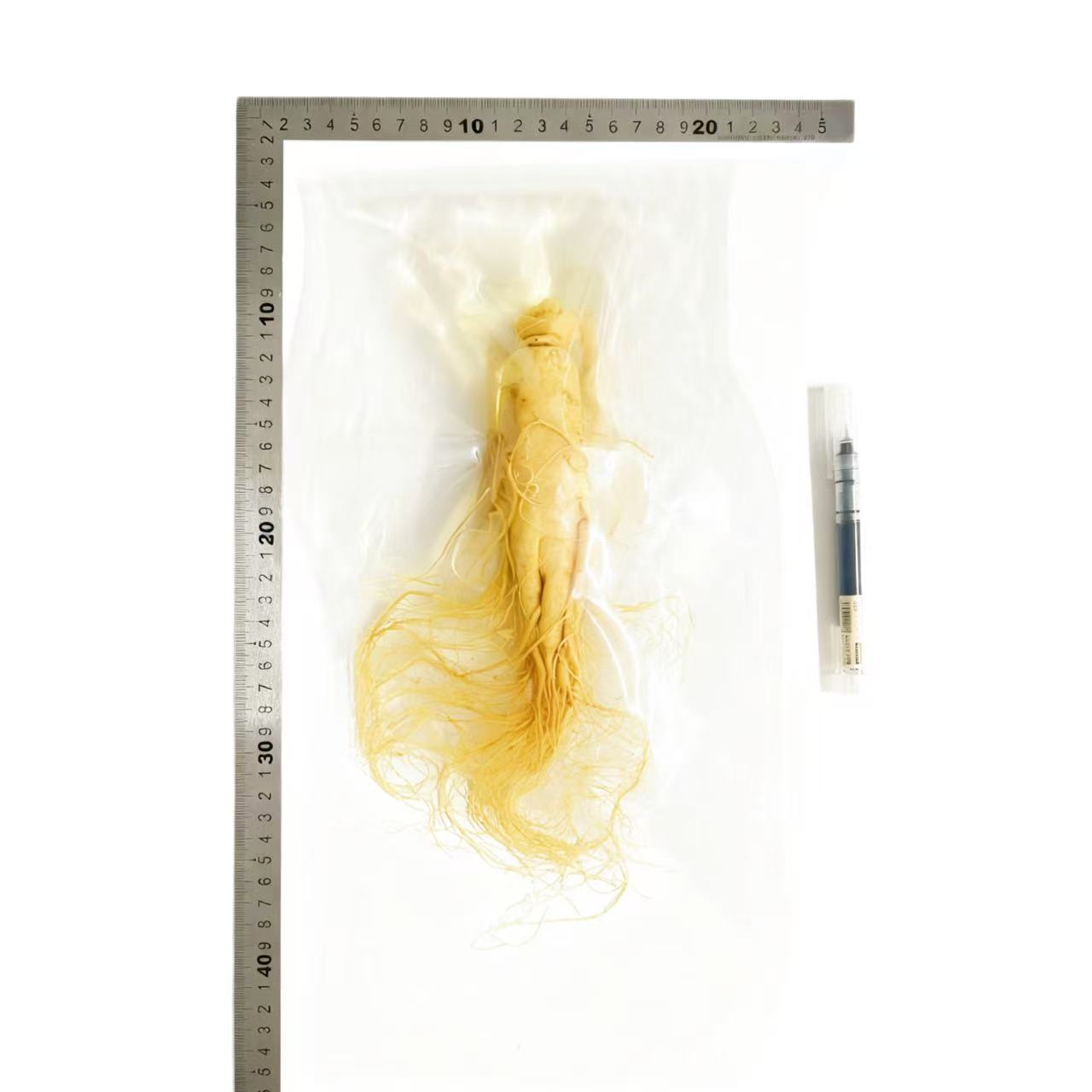 【鮮人参】長白山人参卸売メーカー直販 東北特産新鮮人参 酒漬け人参 生人参