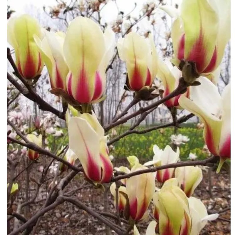 玉兰种子日出01