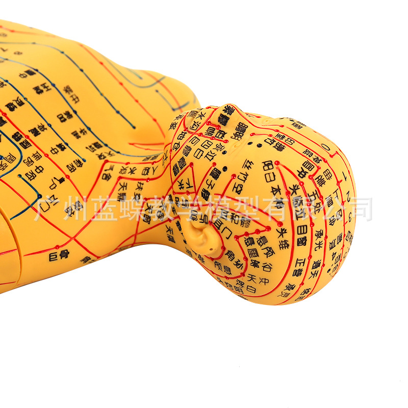 62cm�������ͭɫ�������Ѩλ��ģ�;��� ��ҽ������ѧ��ŮС��