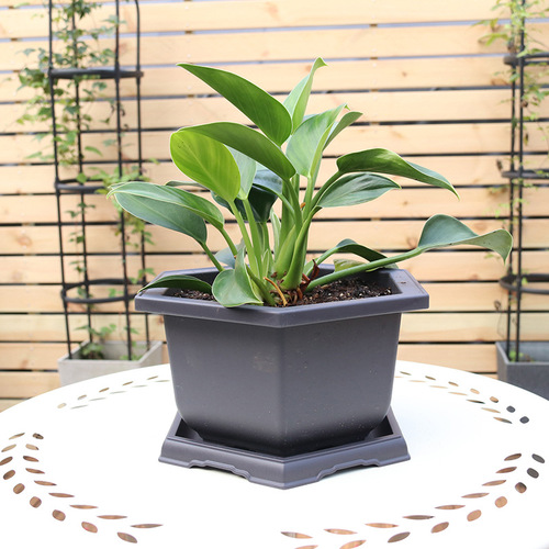 Gardening imitation purple sand flower pot thickened plastic hexagonal orchid pot succulent flower pot rectangular bonsai pot wholesale
