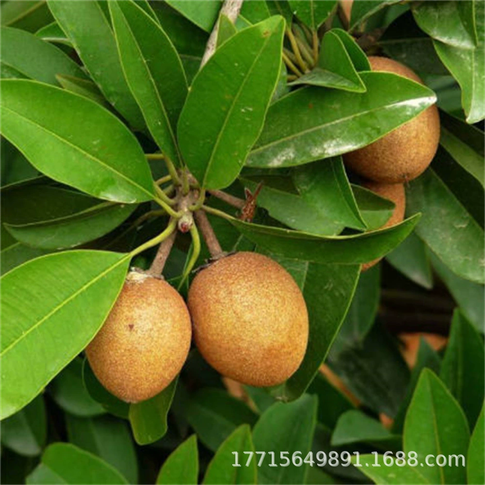 Вьетнамский саподилла Рассада саподиллы Ву Фэн Хурма Красный Железный Фрукт Странные саженцы фруктовых деревьев Хайнаньская саподилла