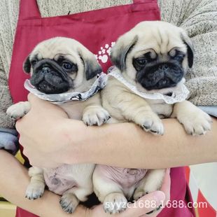 ���NС�ͻ��w���ﹷ���͸�Ȯ��ë����˸���Ȯ��Ę�͸罡����Ȯ