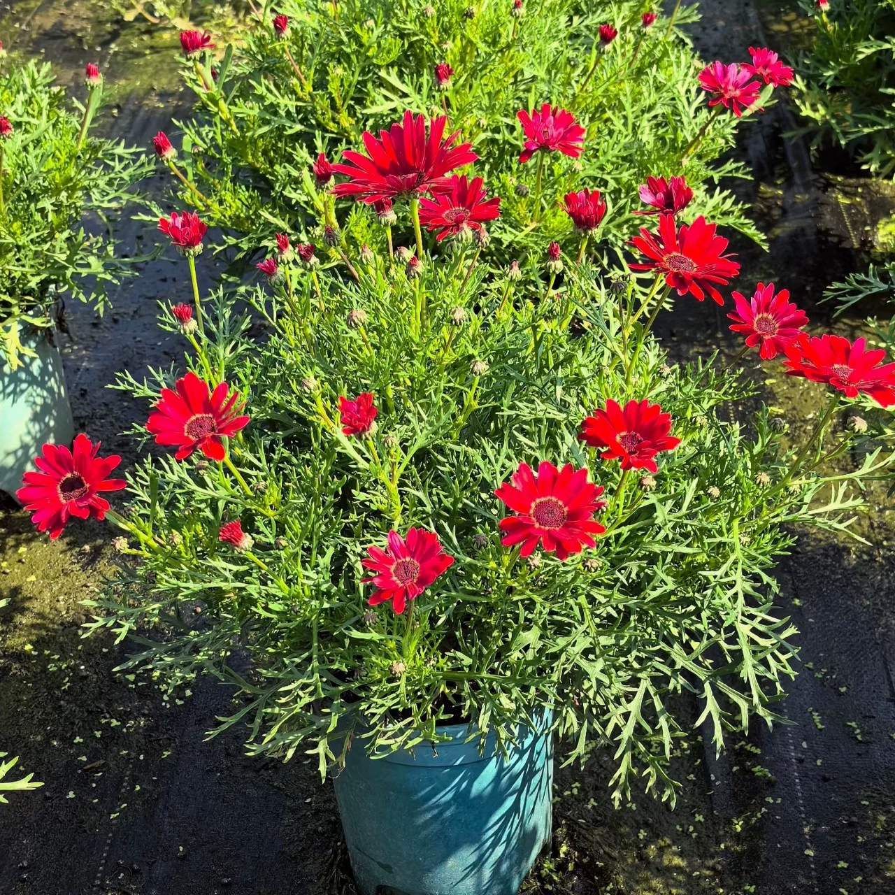 2402 база оптовая поставка грандес в горшке Artemisia Artemisia декоративные цветы