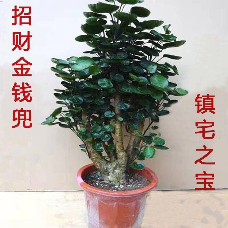 Money Tree Bonsai Indoor Living Room Evergreen Money Plant Easy to Grow and Maintain