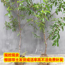 �Ҙ����޽��Ҙ���ˮ���Ҙ����S�Ҙ��箔��Y���Ϸ������Nֲ����
