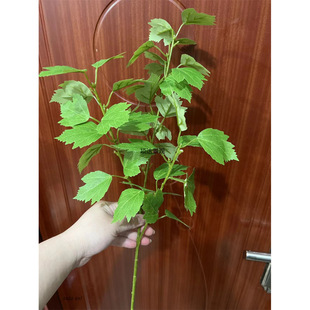 ����ľ���~�����쾰�b٘��~�G���������üҾ��b͏d�廨�[��