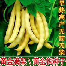 黄金钩架豆种子黄金勾东北油豆角籽无筋无柴黄色早熟高产蔬菜种子