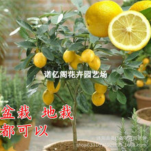 尤力克檸檬樹苗西檸四季香水檸檬台灣無籽無核青檸檬果苗陽台盆栽