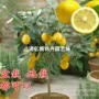 台湾盆栽四季无核果苗