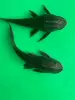 Black Scavenger 12-13cm (2 items)