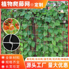 植物爬藤网种植网豇豆吊瓜丝瓜苦瓜黄瓜豆角百香果网攀爬农用
