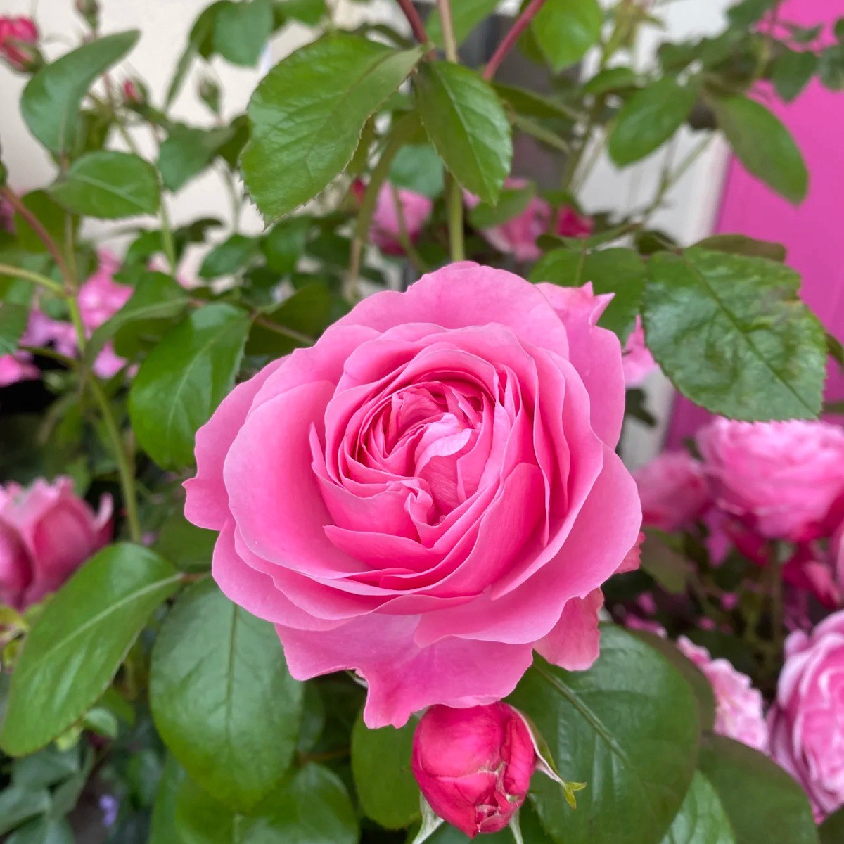 펜다 [등산덩굴 다두연향] 작은 모종