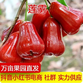 其他水果;梨;哈密瓜