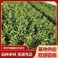 ���ع����༾�_���ٺϻ��玧���������_��������ˮ�ٺρ��ްٺ�