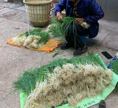 湖南湘西の新鮮な野ネギの野菜は今小さい根のニンニクのネギのネギのネギのネギの季節の麻陽のネギの苦しみを掘って頭に負けません。