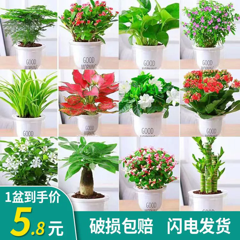 Зеленая корзина Цветок растений в горшке Зеленая Роза Крытый офис Зеленое растение Гидропоника Зеленое растение Офисный стол Gardenia Fortune Tree