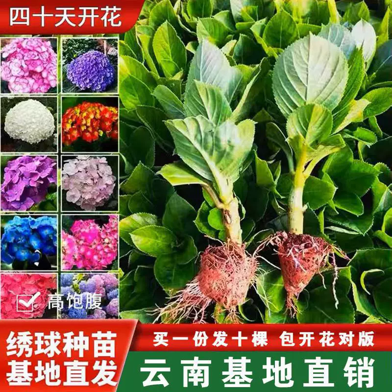 10 саженцев гортензии, черенки, бесконечное лето, комнатные и уличные балконные растения в горшках, четырехсезонные цветы, удобные для выращивания очень большие растения.