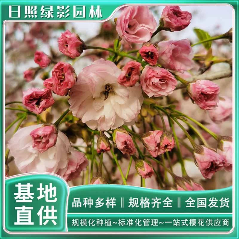 4cm Songyue Sakura Seedling Base Quote Green Shadow Garden Songyue Sakura Цена Long Branch Sakura