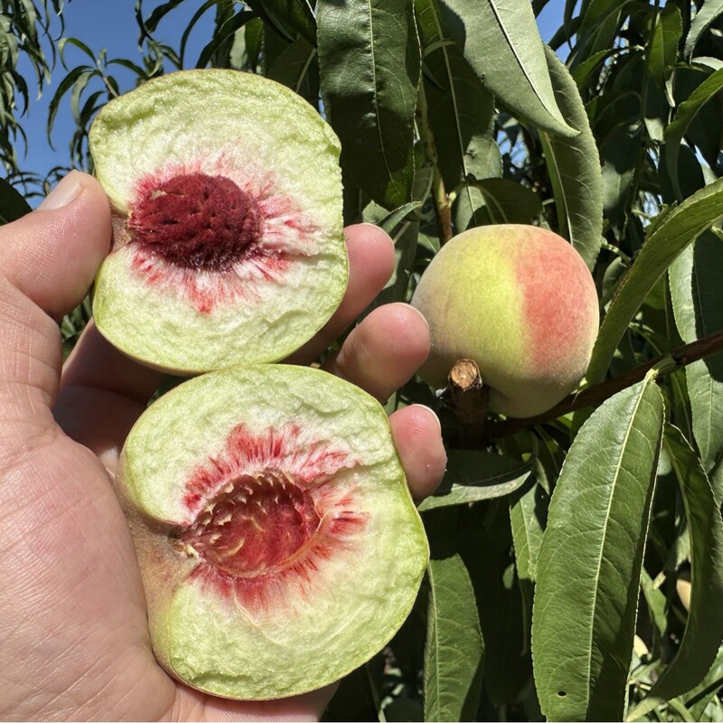 "Qingzhou Peach" Is a Genuine Qingzhou Small Peach with Round Shape, Tender Flesh, Sweet and Juicy, a Seasonal Fruit5 "Qingzhou Peach" Is a Genuine Qingzhou Small Peach with Round Shape, Tender Flesh, Sweet and Juicy, a Seasonal Fruit5