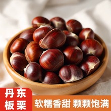 正宗丹东大板栗生新鲜当季新鲜毛栗子农家板栗非锥栗小油栗子代发