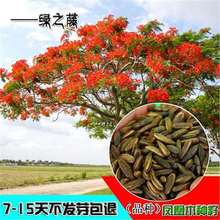 当年新种子凤凰木种子 红花楹种子 金凤种子 火树种子