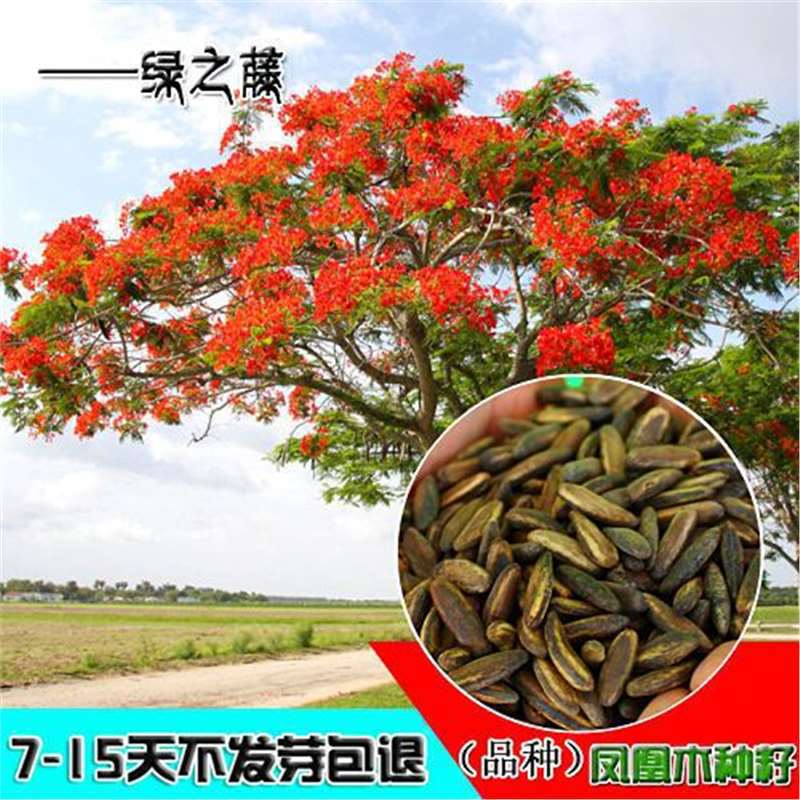 当年新种子凤凰木种子 红花楹种子 金凤种子 火树种子