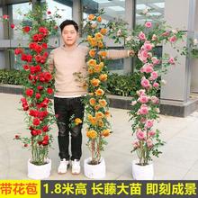 �¼��Nޱ�������ٶ༾�_���ش�ͥԺ����õ�廨���Ի����������l