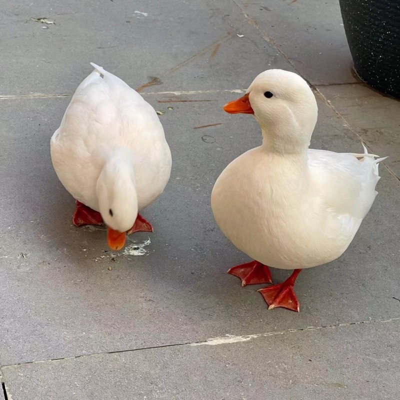 7f1ff9093ac711319c6b5a6782a801