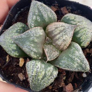 Japanese Green Plant Potted Landscape Succulent Greenhouse Wholesale Agave Cactus Soft Leaf Succulent