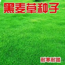 �����ݷN���ļ�����ͥԺ�G���o�²ݷN���ͺ����޼���������ƺ����