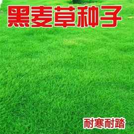 黑麦草种籽四季常青庭院绿化护坡草种子耐寒免修剪多年生草坪草籽