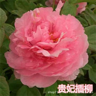 批发四季富贵牡丹苗观赏花卉秋牡丹苗盆栽室内室外绿植品种齐全