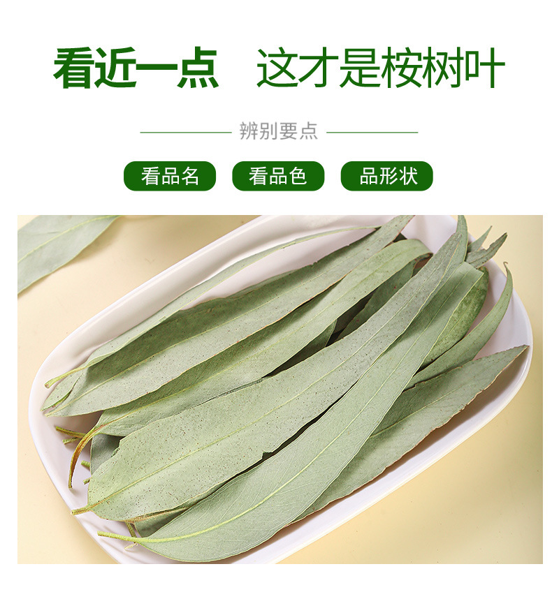 Eucalyptus Leaves (Eucalyptus globulus) — Dried Blue Gum Leaf for Sachets & Herbal Blends quality and texture