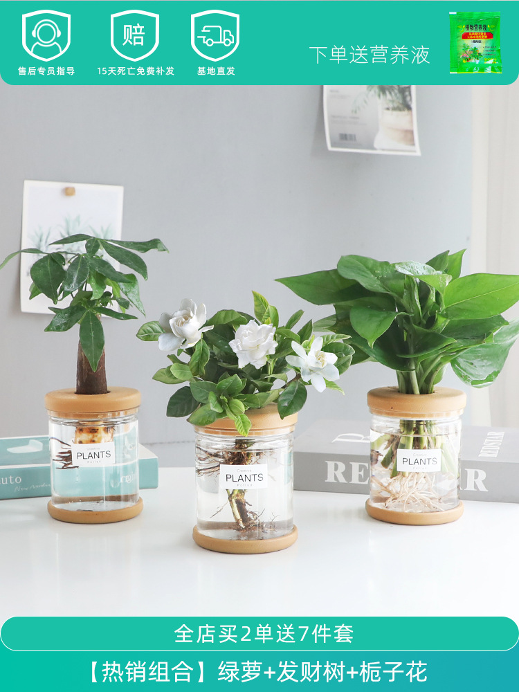 [핫셀 조합] 머니트리 + 치자나무 + 포토스 (무료 영양액)