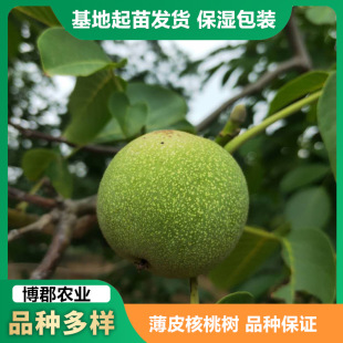 ����5���ֺ��Ҙ� ��Ƥ�猍������Ҙ��� ����Y�����Ҙ�