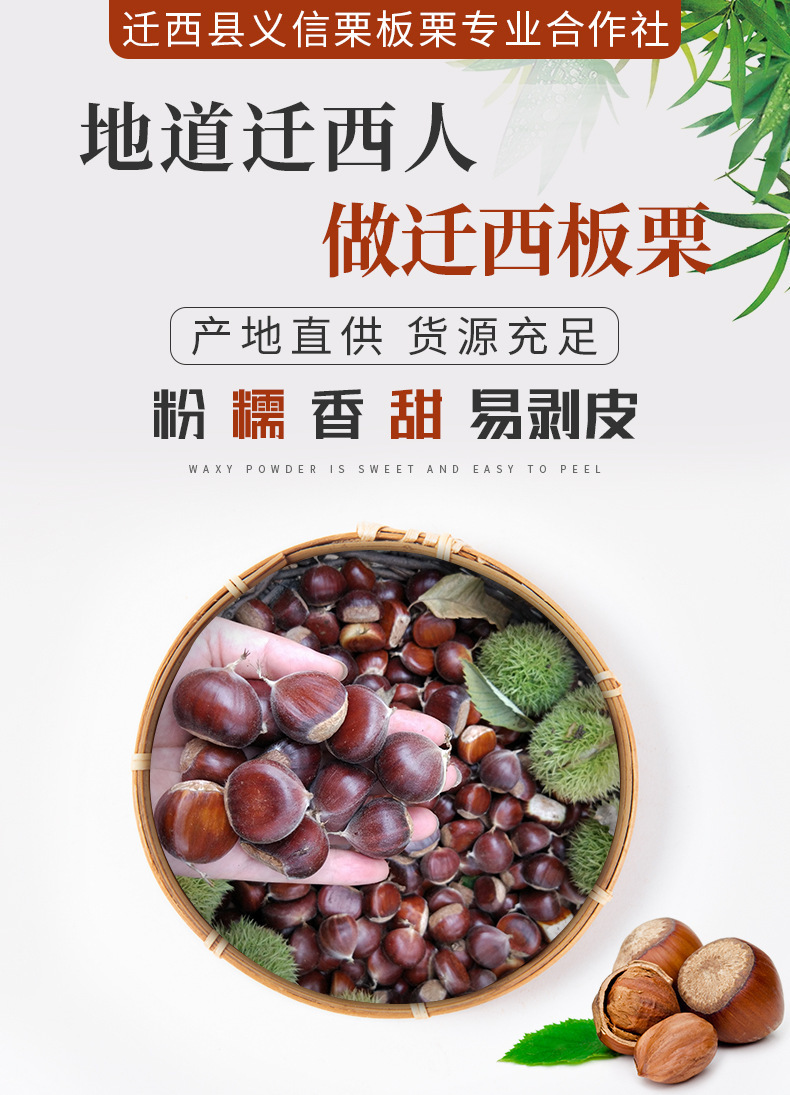 正宗迁西板栗,老树栗子河北迁西生鲜油栗批发,糖炒栗子香甜软糯板栗